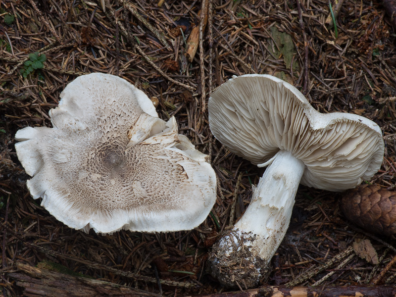 Tricholoma pardinum